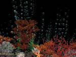 dark star fish, Nature, 3D Digital Art